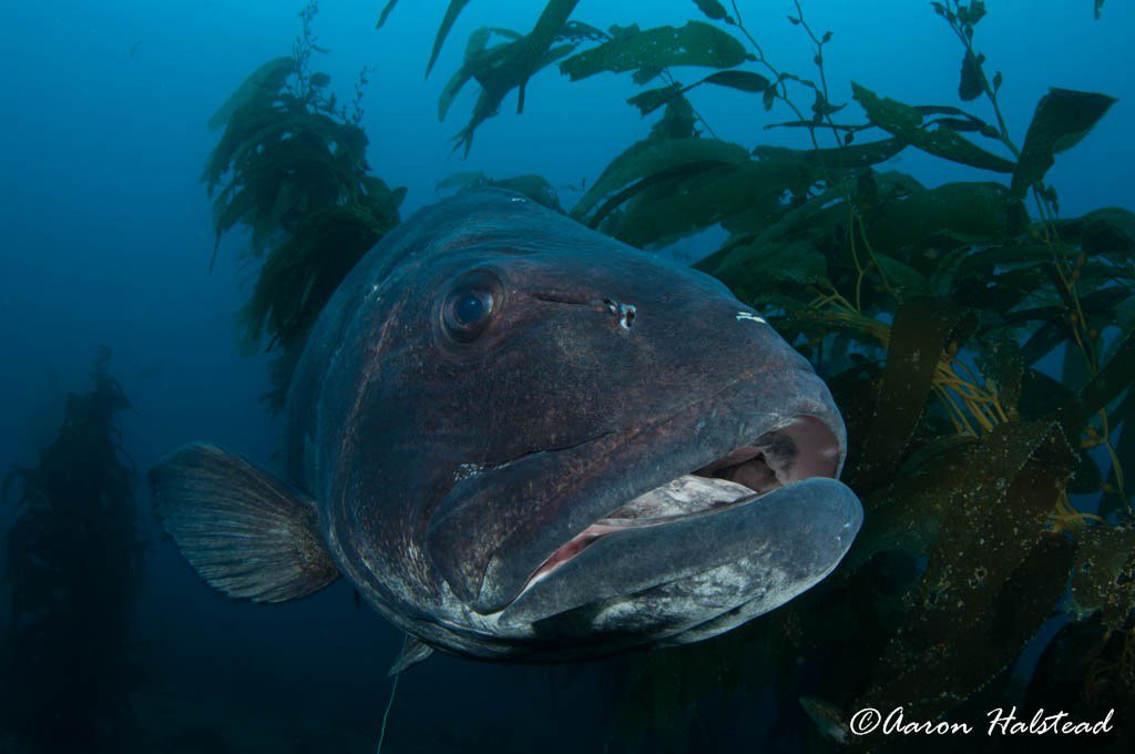 nullframe_'s tweet image. Casino Point Giants aaronhalstead.com/2016/10/18/cas…