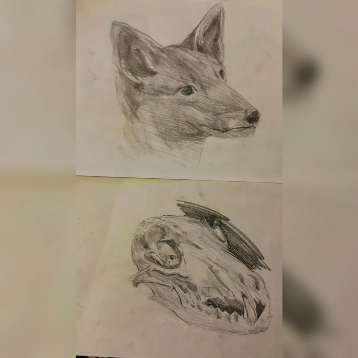 #drawing #sketching #animaldraw #draw #skull