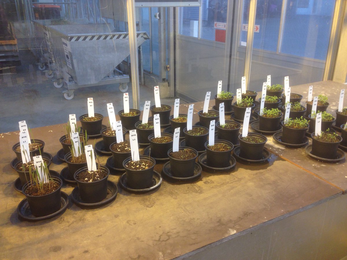 wamelink_wieger's tweet image. New batch of rocket (rucola), cress and rye on #Mars and #moon soil simulant for the BSc. open day of @UniWageningen @WUR and #InScience