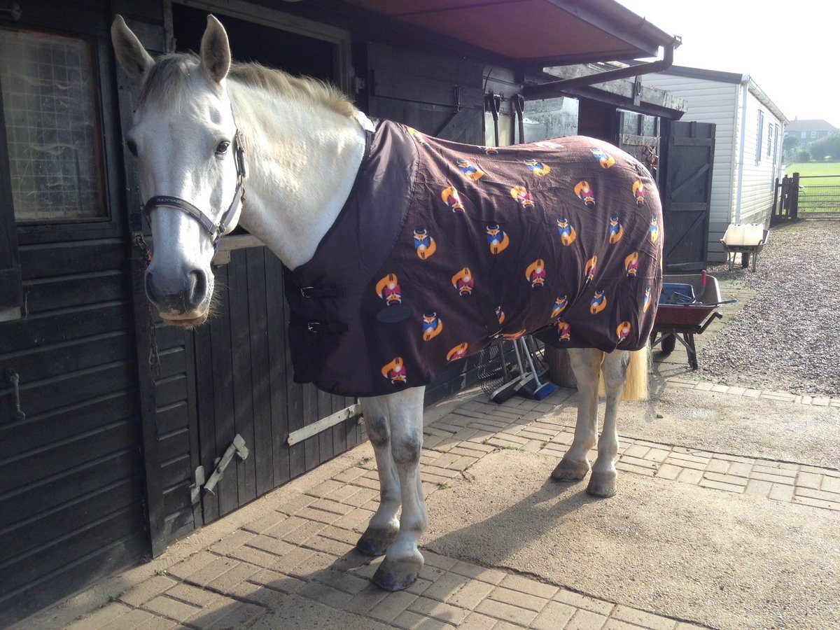 Ellen_LSN's tweet photo. Lou looking foxy in his beautiful Christmas present from @WeatherBeetaUK ππΊπ΄ #riddenhunter #showpony #presents https://t.co/lUt1Oei3zJ