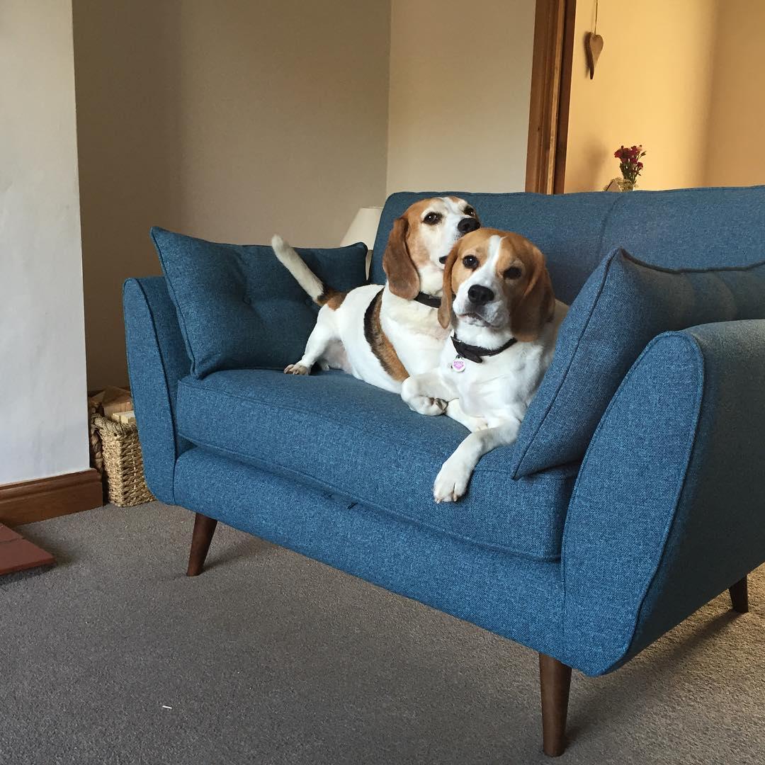 DFS's tweet photo. πΆ #TuesdayTip - buy your #dfsPets their own sofa so they don't hog yours! πΆ photo credit: @sophs4444 https://t.co/SsVfoteIJS