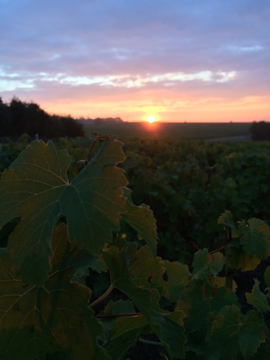 IetPClement's tweet photo. #Menetou-Salon #WineMorning
#Vineyard #harvest16 #sunrise https://t.co/7HxPURUwCV
