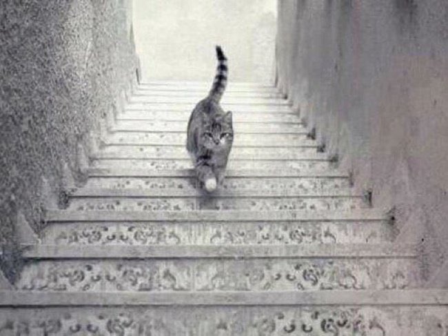 Cuddlzbar's tweet photo. Can you tell if this cat is going up or down the stairs ?? We say up ☝🏻 https://t.co/eofvweOcSr