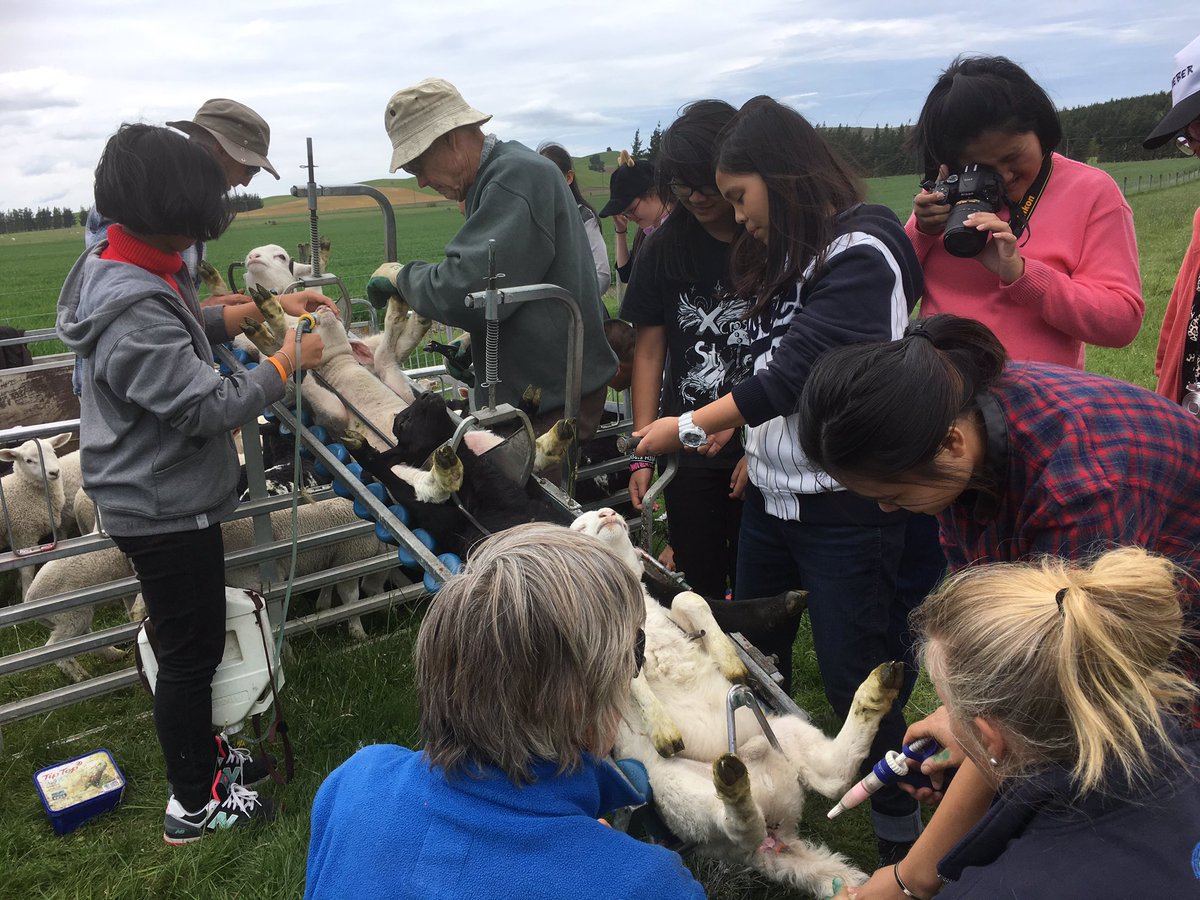 KHSInt's tweet photo. Tailing time with our visiting Thai group- awesome day on farm with Wilson family - thanks https://t.co/BhLwndb73b