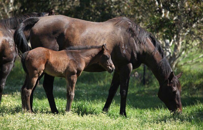 EricWakeRacing's tweet photo. Our broodmare Cheri Cheval with her newborn Oratorio colt at foot. #FingersCrossed #ThisBreedingCaper
@mungrup https://t.co/QTDEuoYsDa