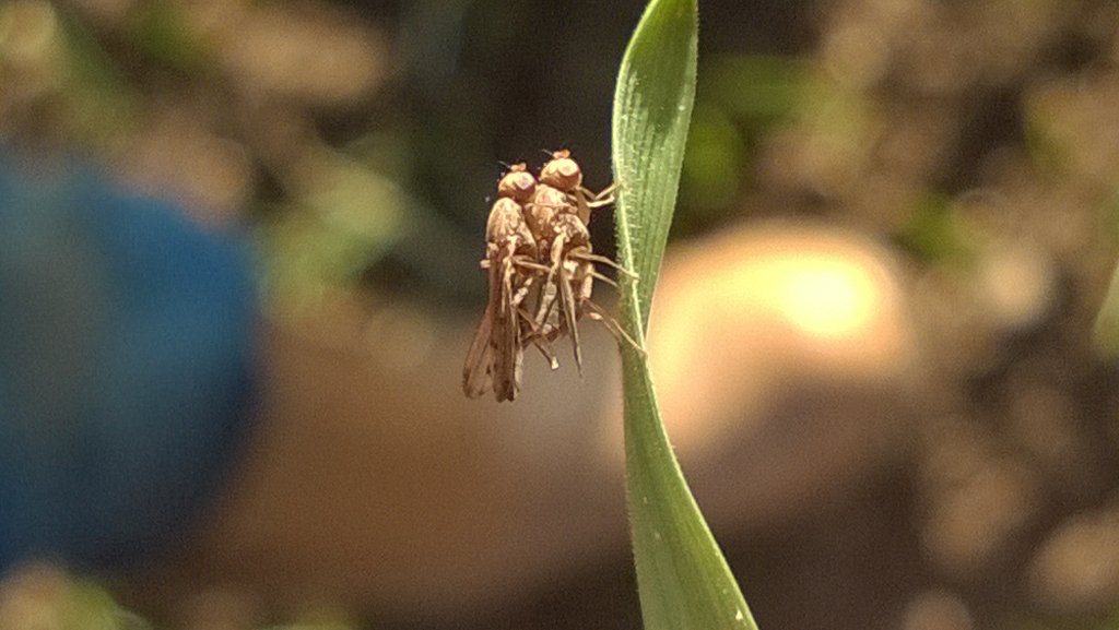 jptrickett's tweet photo. Gout flies caught in the act at Crop Dynamics field visit. The bright, white eggs are being laid on the wheat. https://t.co/g6CJYetgrk