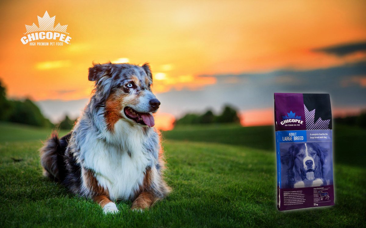 İri ırk, bir yaş ve üzeri yetişkin köpeğiniz için, kümes hayvanı eti içeren sağlıklı ve lezzetli besin kaynağı. Adult Large Breed