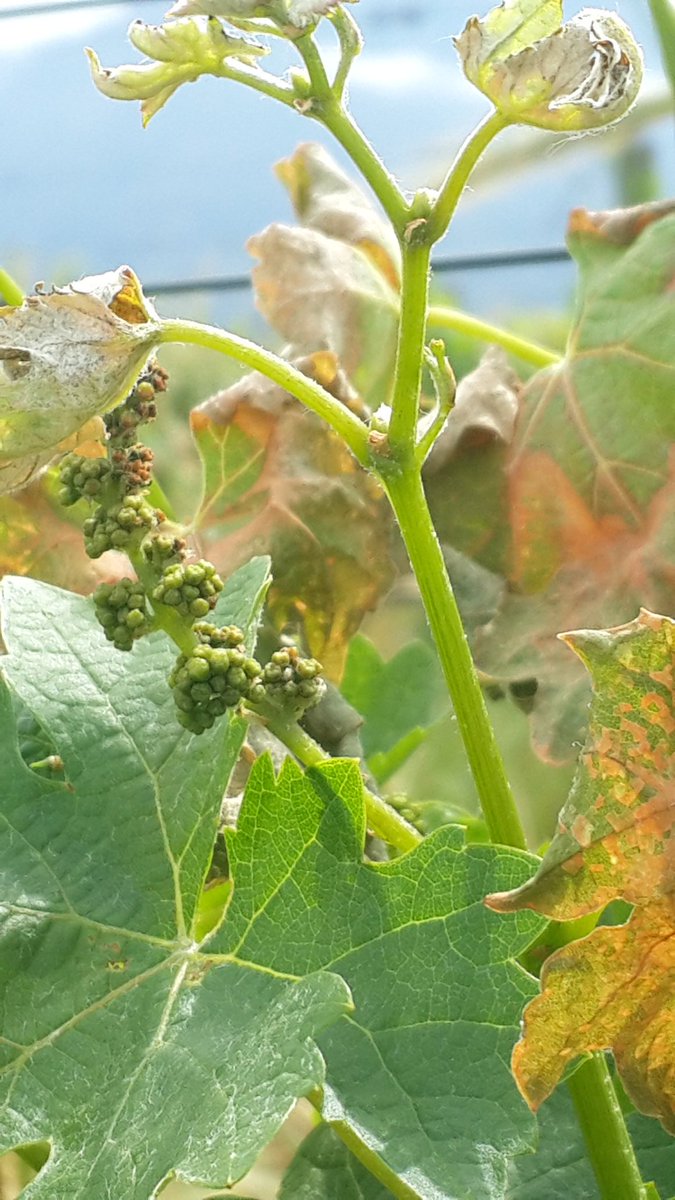 Black frost in Rawsonville.