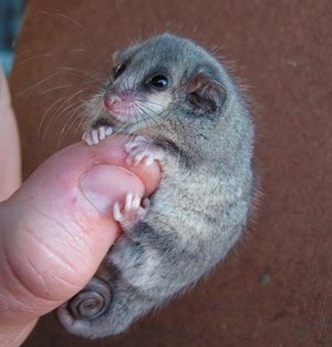 EDGEofExistence's tweet photo. The largest of the pygmy possums, the mountain pygmy possum has a prehensile tail longer than its whole body length #CriticallyEndangered https://t.co/Z2q3hqmZ8p