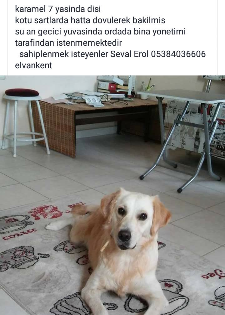 Seni dövenlerin elleri kırılsın karamel