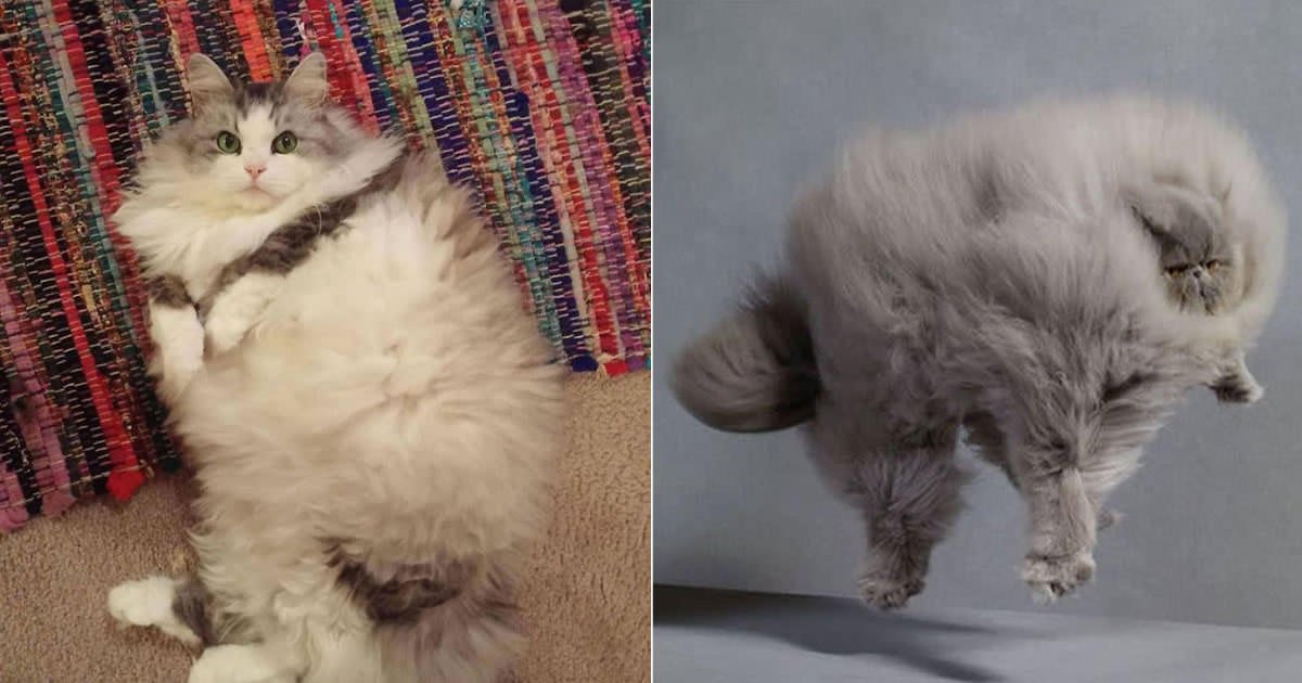 Fun1Stuff's tweet image. #fluffiest #cats in the #world buff.ly/2eextHT