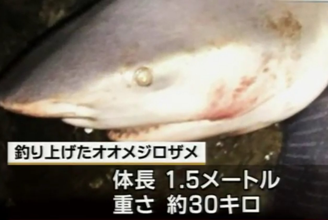 剣仁朗 このオオジロザメ釣り上げたってよー 剣仁朗 このオオジロザメ釣り上げたってよー