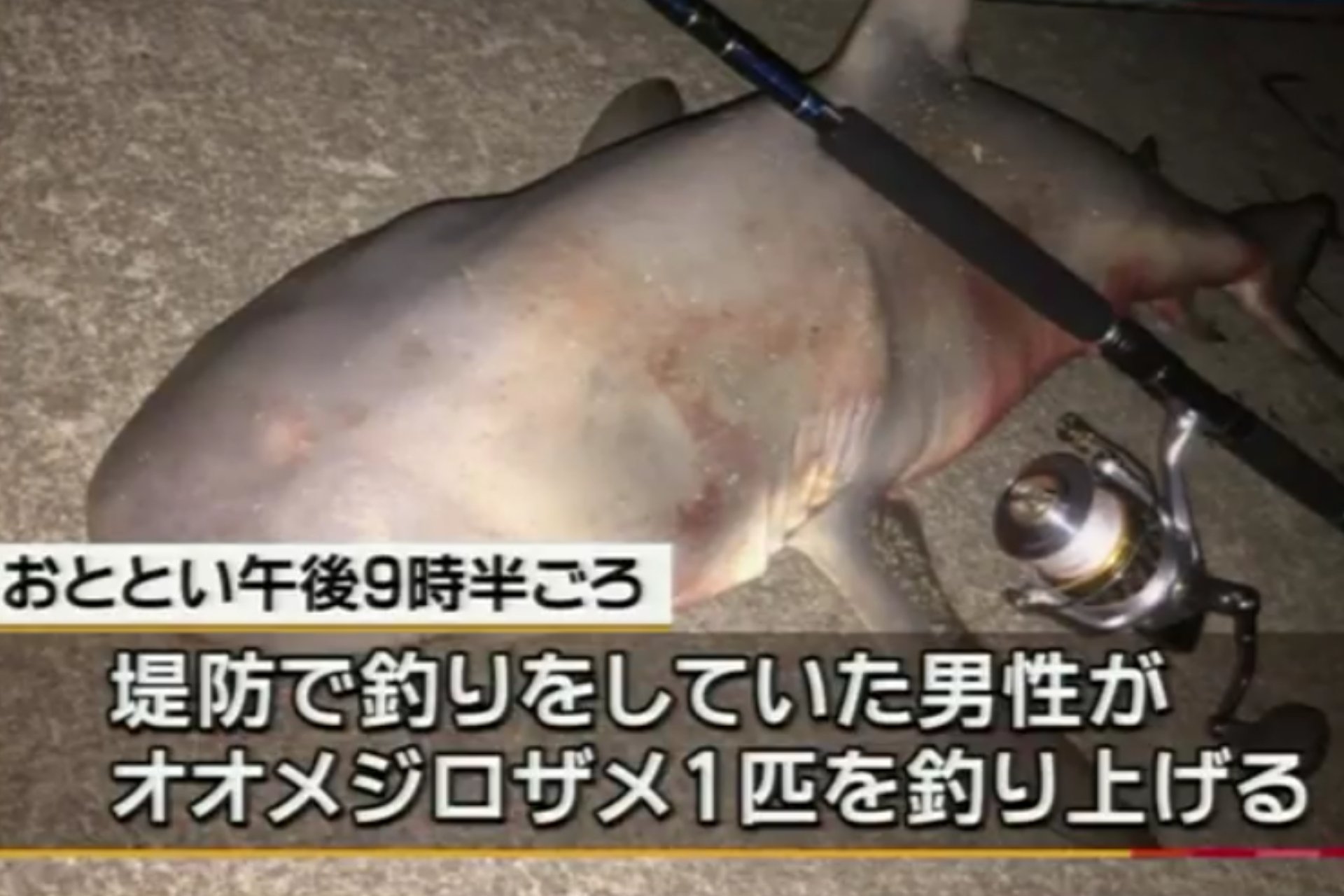 剣仁朗 このオオジロザメ釣り上げたってよー 剣仁朗 このオオジロザメ釣り上げたってよー
