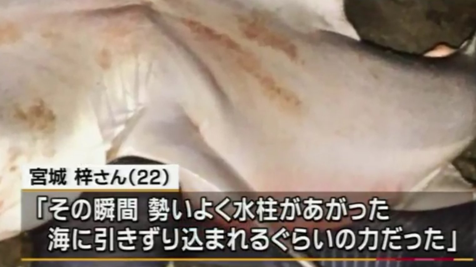 剣仁朗 このオオジロザメ釣り上げたってよー 剣仁朗 このオオジロザメ釣り上げたってよー