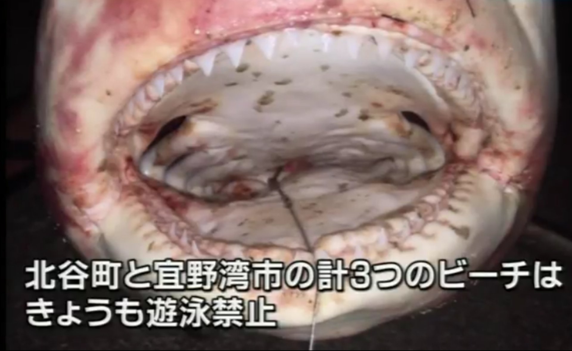 剣仁朗 このオオジロザメ釣り上げたってよー 剣仁朗 このオオジロザメ釣り上げたってよー