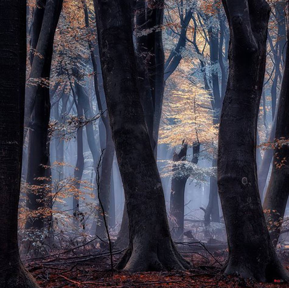 Gabriele_Corno's tweet photo. Latern of Leaves ....by Lars van de Goor #Netherlands https://t.co/fYIzSX8QHU