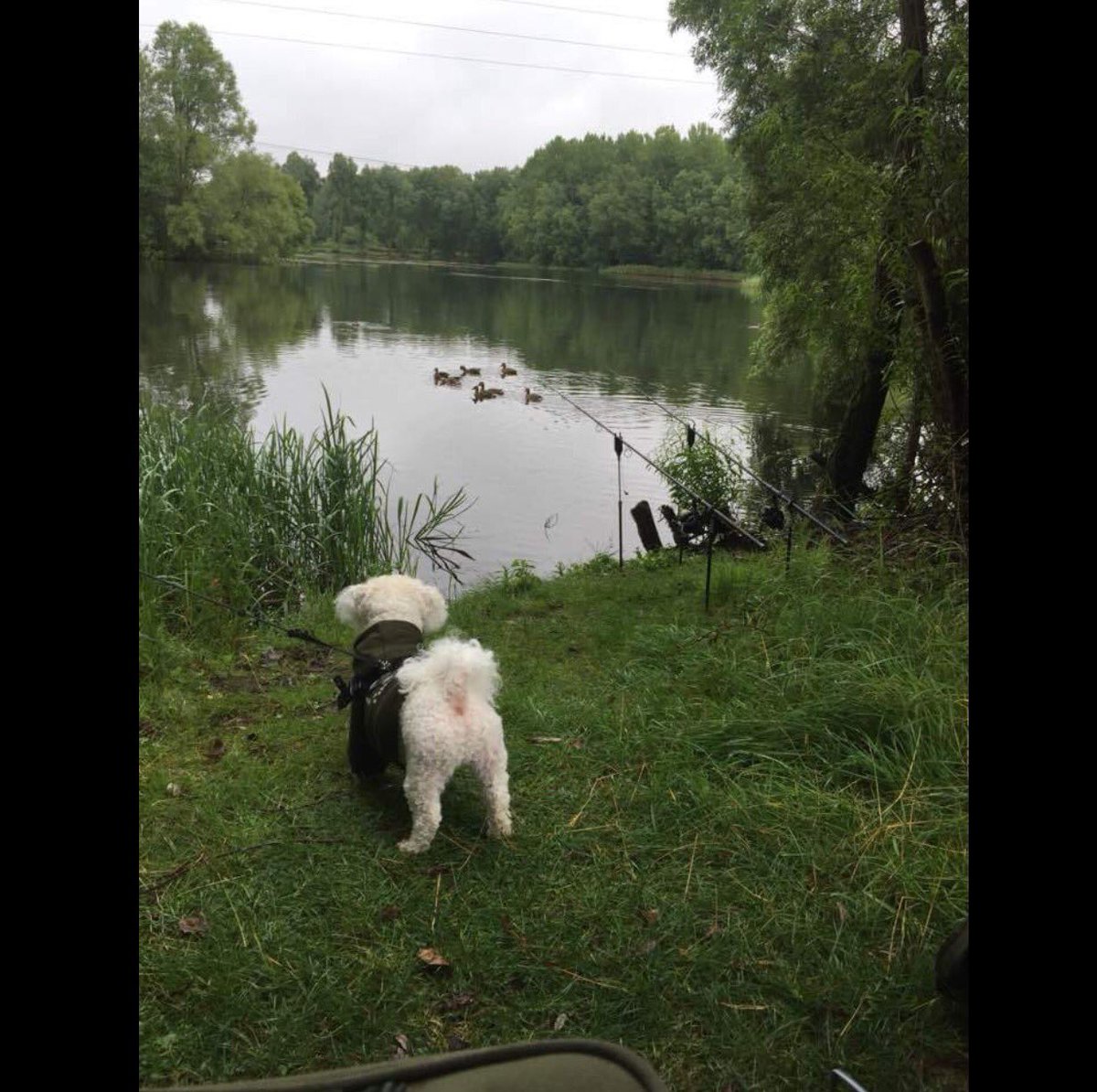 Looks like I have carp 🐶 in the swim