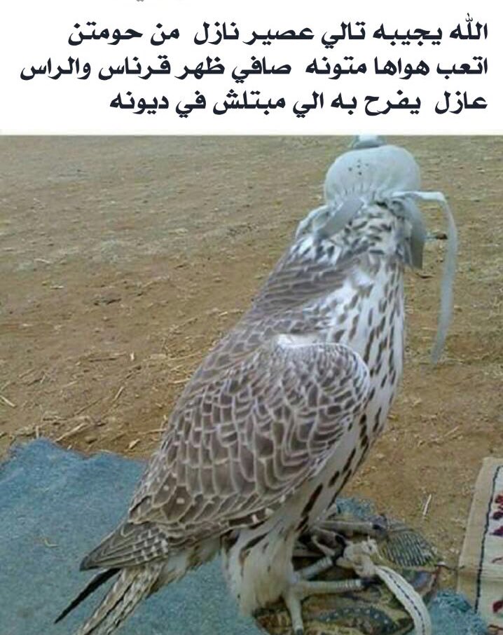 الله يجيبه تالي عصير نازل
من حومتن اتعب هواها متونه
صافي ظهر قرناس والراس عازل
يفرح به الي مبتلش في ديونه