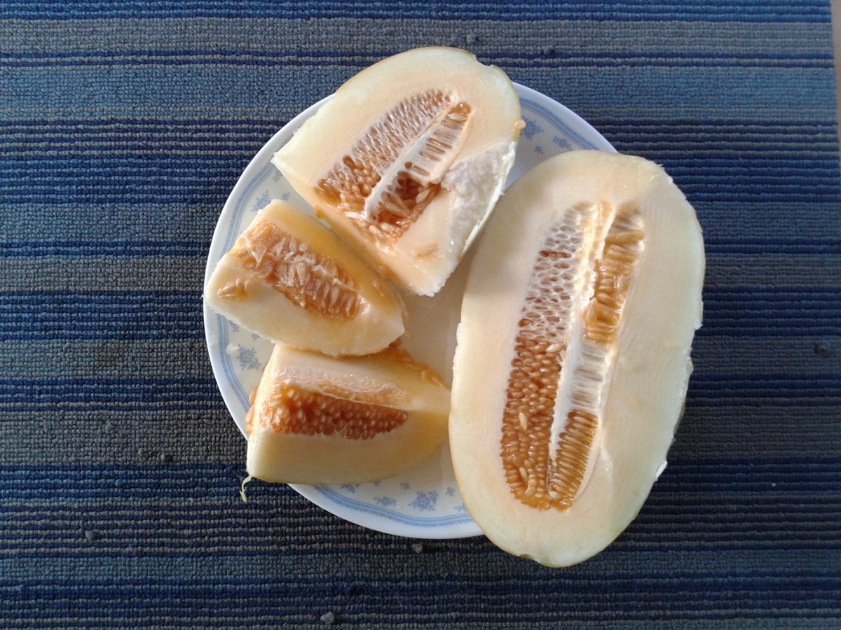 Krishivarada's tweet photo. Chibud- variety of #Melon #Fruit grown in #Konkan is member of #Cucurbitaceae family, #SnapMelon #Fruits are oblong, oval or sometimes round https://t.co/U1uTptxfbW