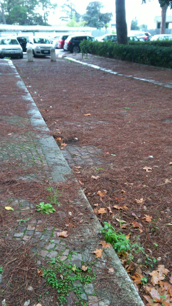 MarioVecchis's tweet photo. @comuneroma @virginiaraggi il viale giardini Massimiliano Massimo è dimenticato dal mondo mesi mesi di chiamate nessuno sa chi deve pulirlo https://t.co/BBJsNUdmys