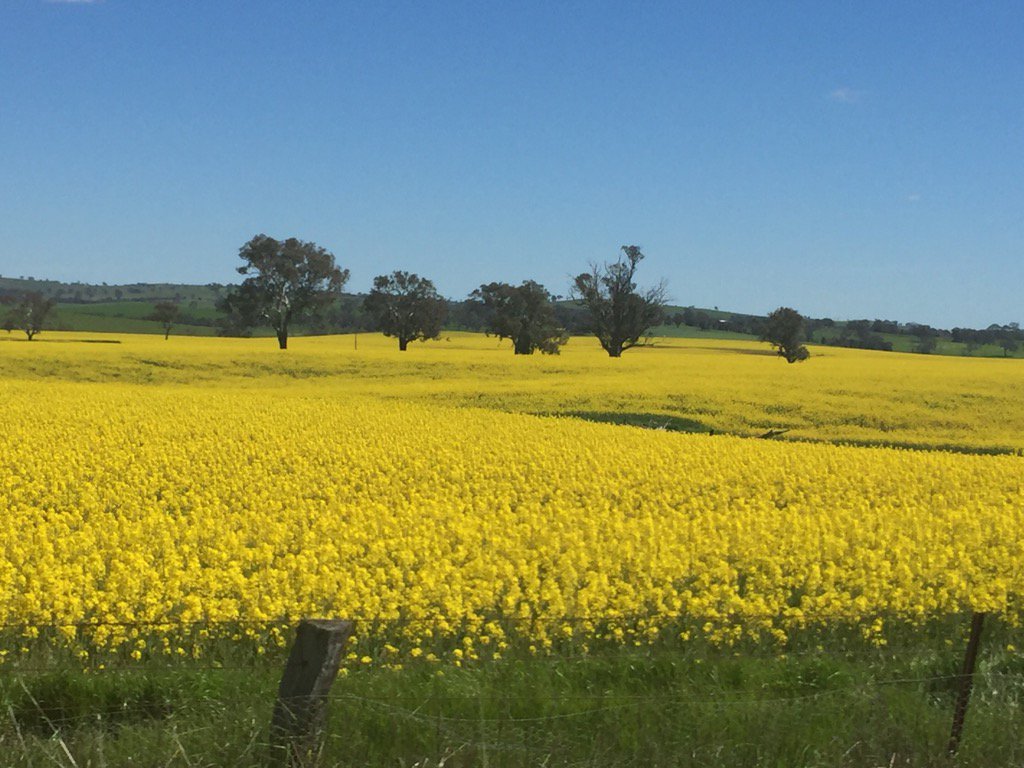 WarrenETruss's tweet photo. Colourful canola crops make this a great time to visit central NSW.  Some super winter crops in areas spared the wet https://t.co/xxmqrLymWK