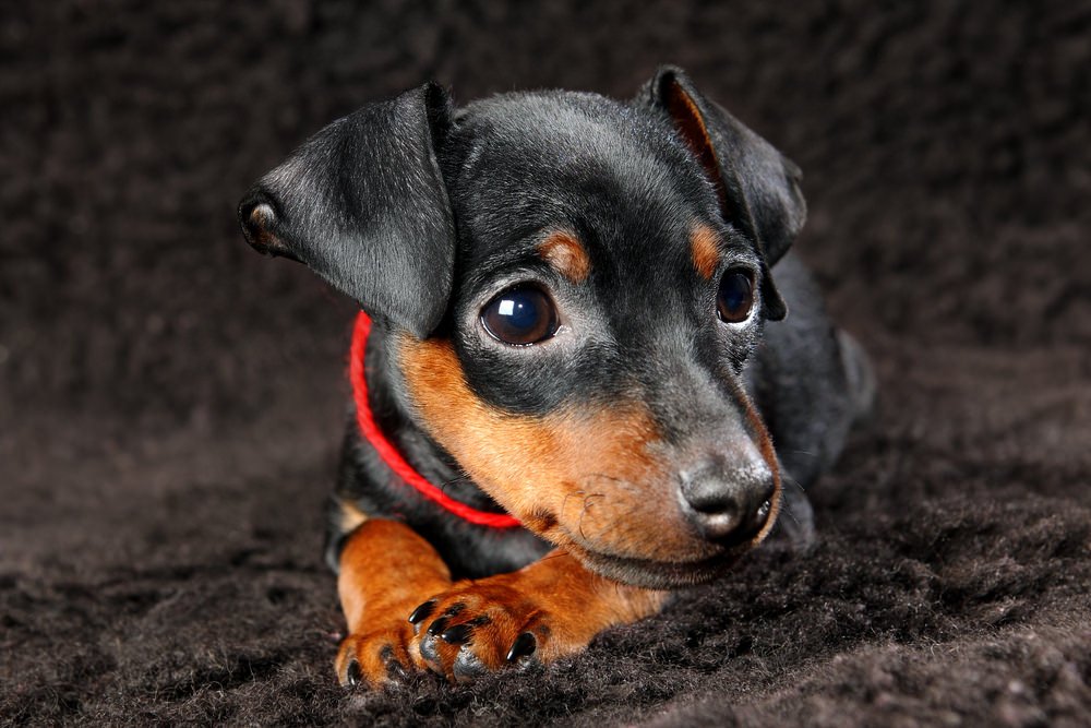 世界のワンちゃん図鑑 V Twitter ミニチュア ピンシャー ミニピン の愛称で親しまれている犬種 勇敢で飼い主に忠実な性格ですが他人に対して懐きにくい子が多いそうです 遊びやイタズラが大好きで 脱走の芸術家 という異名で呼ばれることもあるそうです