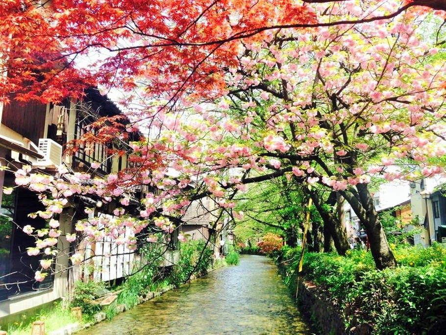 My_Asia_Guide's tweet image. RT @HELLO_KYOTO 喜歡這個！ KYOTO GION清水☆RiverView☆Tatami Room!Pocket Wi-Fi - 京都的公寓 出租&quot;  #Travel #japan