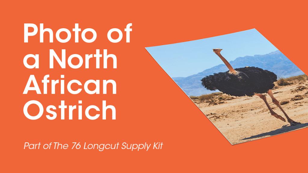 76's tweet photo. The long nightmare of driving without a photo of the North African Ostrich is over. Find yours in the 76® Longcut Supply Kit. #76Longcut https://t.co/XQDpu1ERub