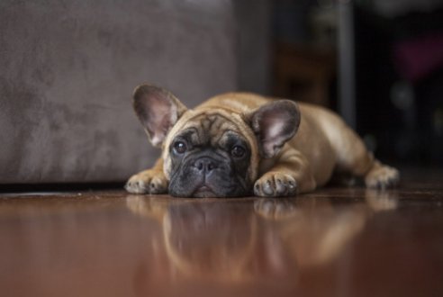 American Kennel Club tweet media