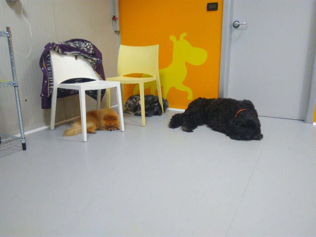 BauLoft's tweet photo. Gli unici che riescono ancora a giocare sono Oliver e Freya, gli altri...distrutti! #bauloftcolletta #torino @BlueInLoveWLife @lazampa https://t.co/Unk4Ni9YGI