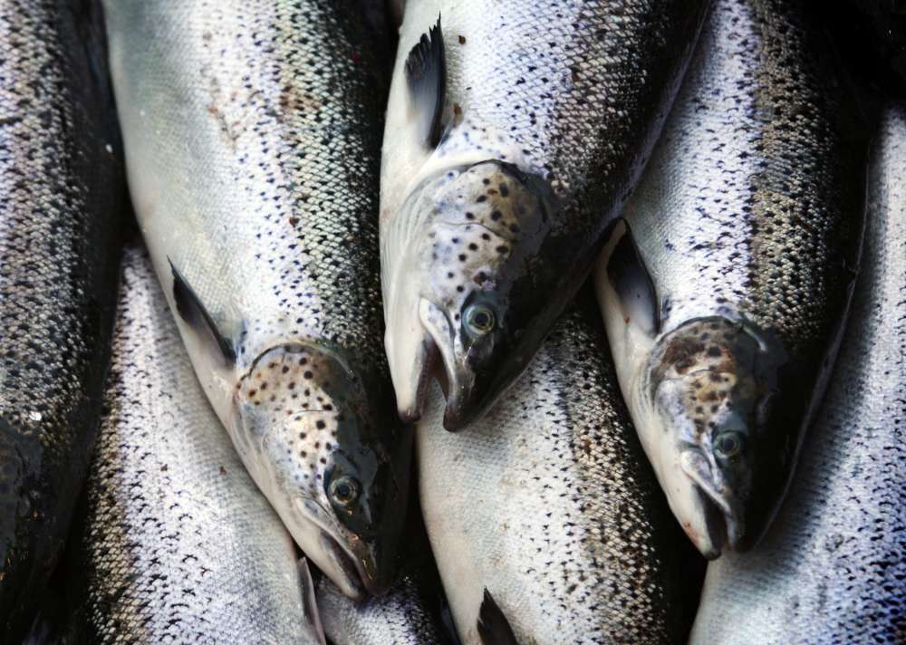 Aquaculture industry to MPs: We don’t need GMO salmon ipolitics.ca/2016/10/18/aqu…