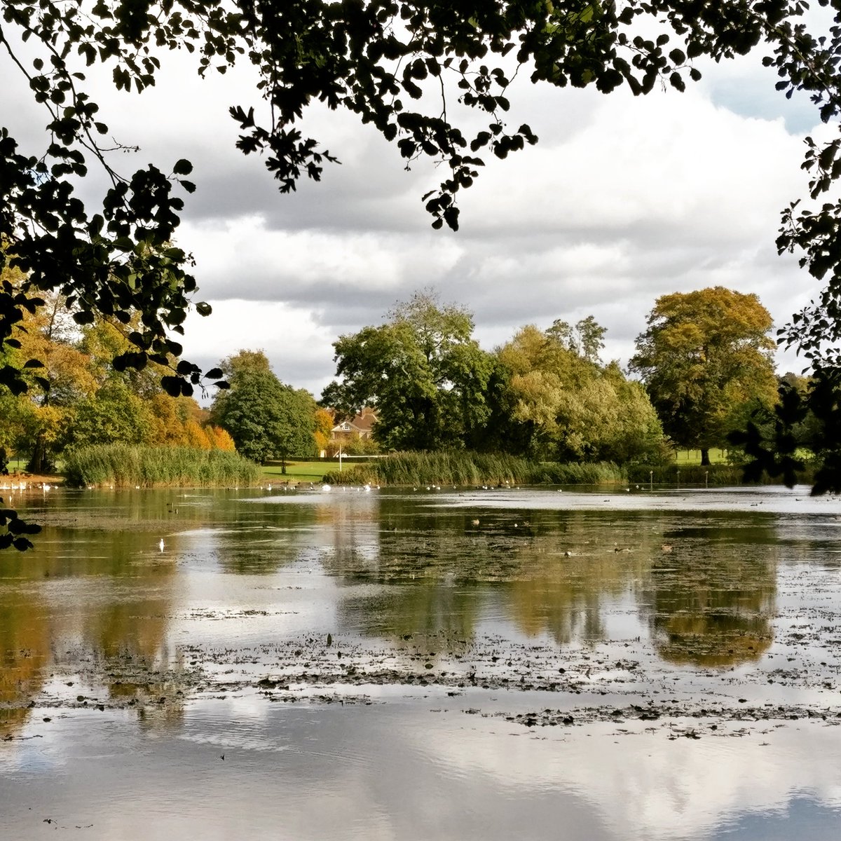 Afternoon stroll round Priory Pond 🍂🍁 #Autumn #Reigate #Graphicdesignerlife #nature #photography