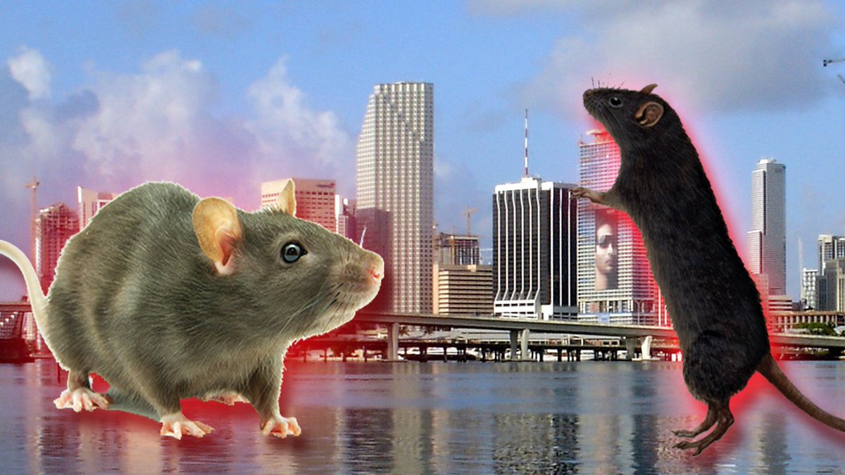 Miami & Fort Lauderdale rank among most rat-infested cities in the U.S. bit.ly/2e4O8hq?utm_me… https://t.co/nZsOLQV7Zh