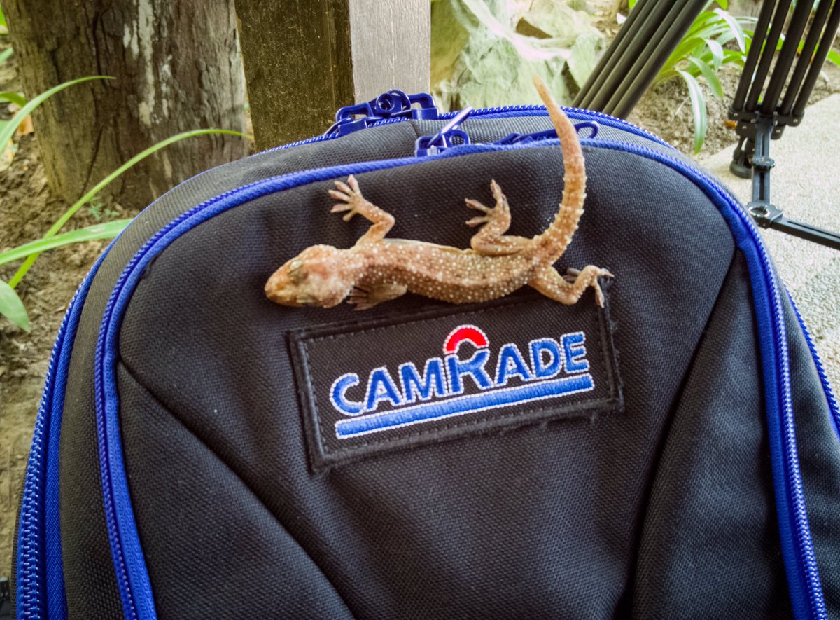 Kevin_Babey's tweet photo. Someone is trying to be a Stowaway. Awesome forest Gecko! #ProjectBorneo  @camRade @rrrshangrila https://t.co/kAGdUYrsqh