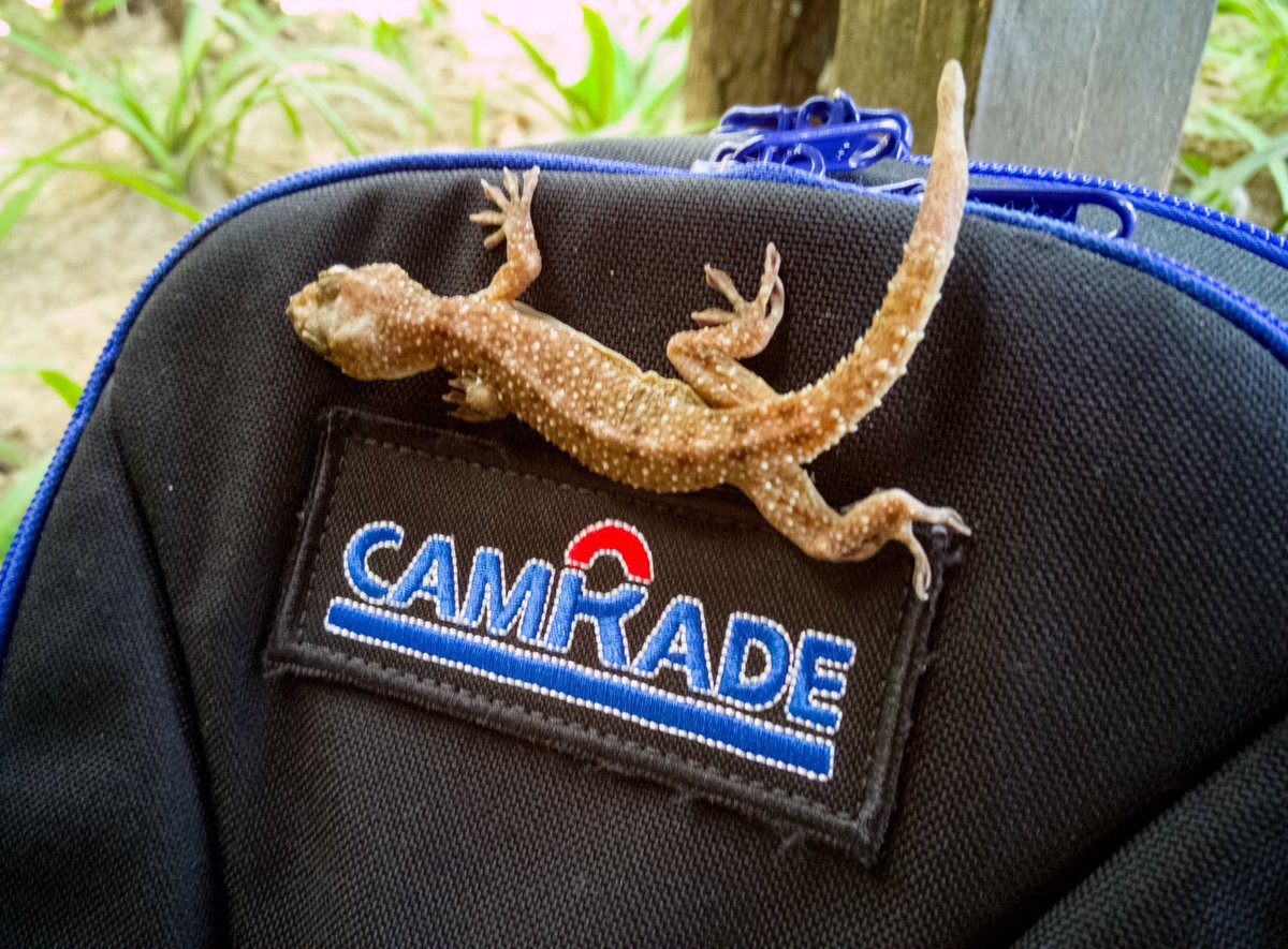 Kevin_Babey's tweet photo. Someone is trying to be a Stowaway. Awesome forest Gecko! #ProjectBorneo  @camRade @rrrshangrila https://t.co/kAGdUYrsqh