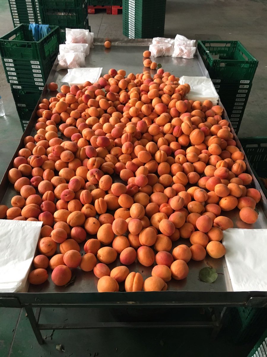 Los albaricoques están listos para los niños de #frutirioja.