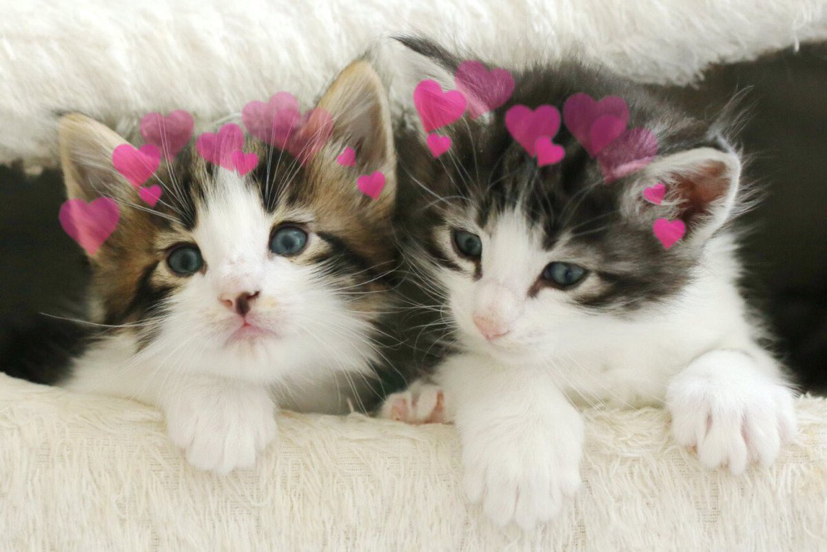 catswithearts's tweet photo. https://t.co/zOrA2nox6w