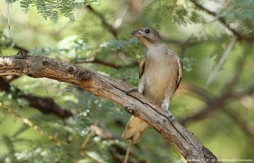 NHM_London's tweet photo. Today's #TaxonomyTuesday have earned their common name: some honeyguide species lead humans to bee colonies in order to share the rewards https://t.co/Ed2nOiczBP