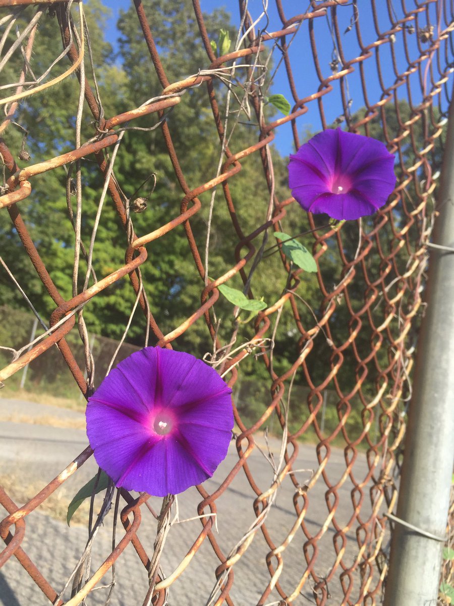 RomamaBird's tweet photo. Fall is in full swing, and learning is in full bloom at GMS. So fortunate to work with such talented educators and students! https://t.co/ab5EXiQTOG