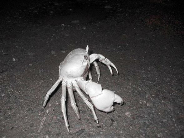 アルビノ メラニズム図鑑 V Twitter アルビノのカニ 全身が真っ白なカニ まるで宝石の様に綺麗です オーストラリアでは白いカニのことをその姿から スノークラブ と呼ぶそうです T Co Yd8jnko0io Twitter