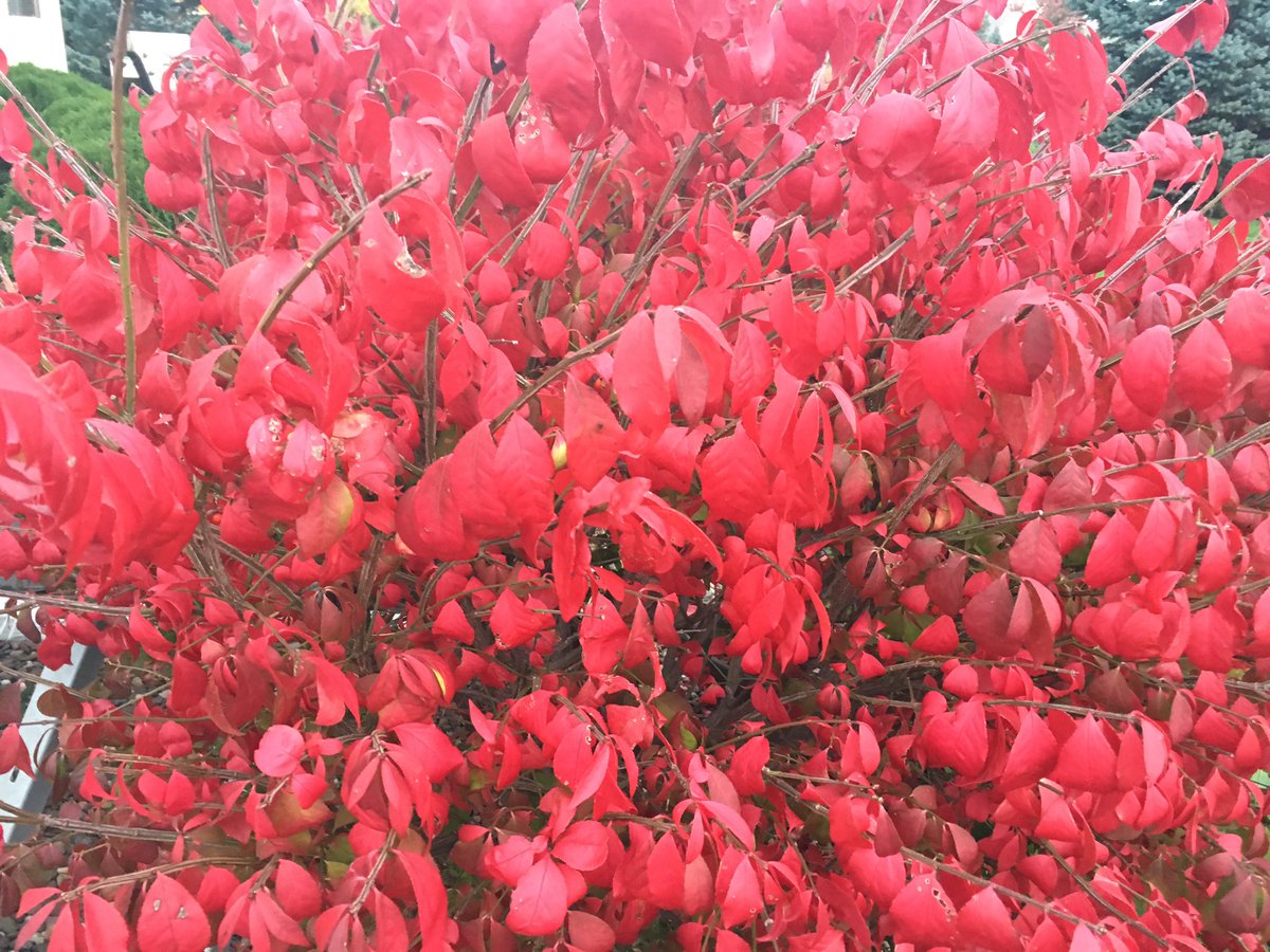 Jillniki's tweet photo. #fallcolors2016 https://t.co/2TBlgWBgES