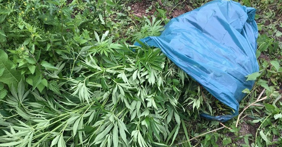 Burgemeester Werkendam wil drones tegen wietteelt Biesbosch dr0n.es/06zgu