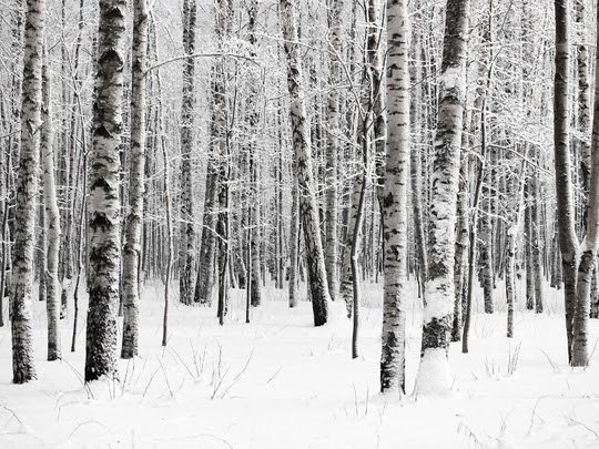 Nov. 1: <a href="/WidderHotel/">Widder Hotel</a> opens new #winter Pop-Up restaurant called #FOREST -> bit.ly/2eMLVGb #WidderHotel #SwissDeluxeHotels