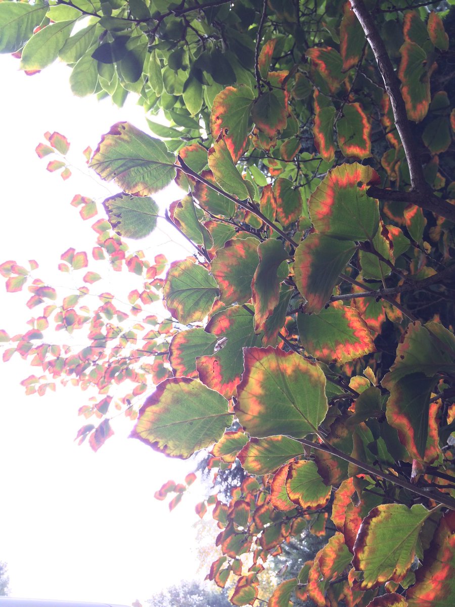 VechtdalGroen's tweet photo. Wat een spectaculaire #herfstkleur! #toverhazelaar #hamamelis. En vroeg in bloei, wat wil je nog meer? Nu planten! https://t.co/1YEuSQugfB