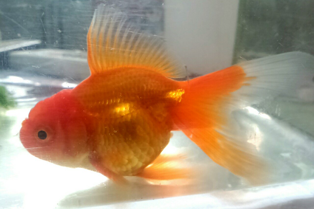 あかりん 友達が金魚の寿命聞いて言葉を失ってた このオランダ獅子頭でも まだ1年経ってないから驚き 名前 何にしよう 由来するものがない 金魚の寿命 オランダ獅子頭 T Co O9o1b31jrl Twitter
