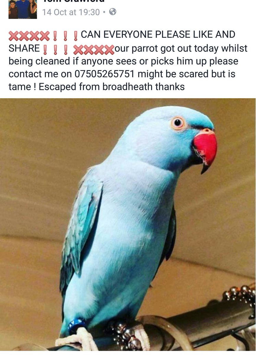 BrookeBranson_'s tweet photo. @Buchananvets Please can you retweet. Lost parrot in the area. Thank you x https://t.co/QOk5Kn0T0d