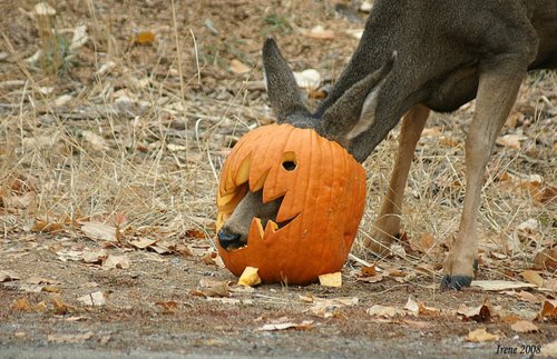 IWOMouterwear's tweet photo. Get your costumes ready! #Halloween #Halloween2016 #hunting #DeerHunting #Deer https://t.co/qghFg3ivAf