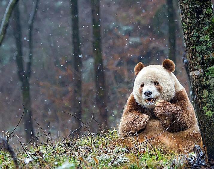 부끄러워하는 갈색팬더