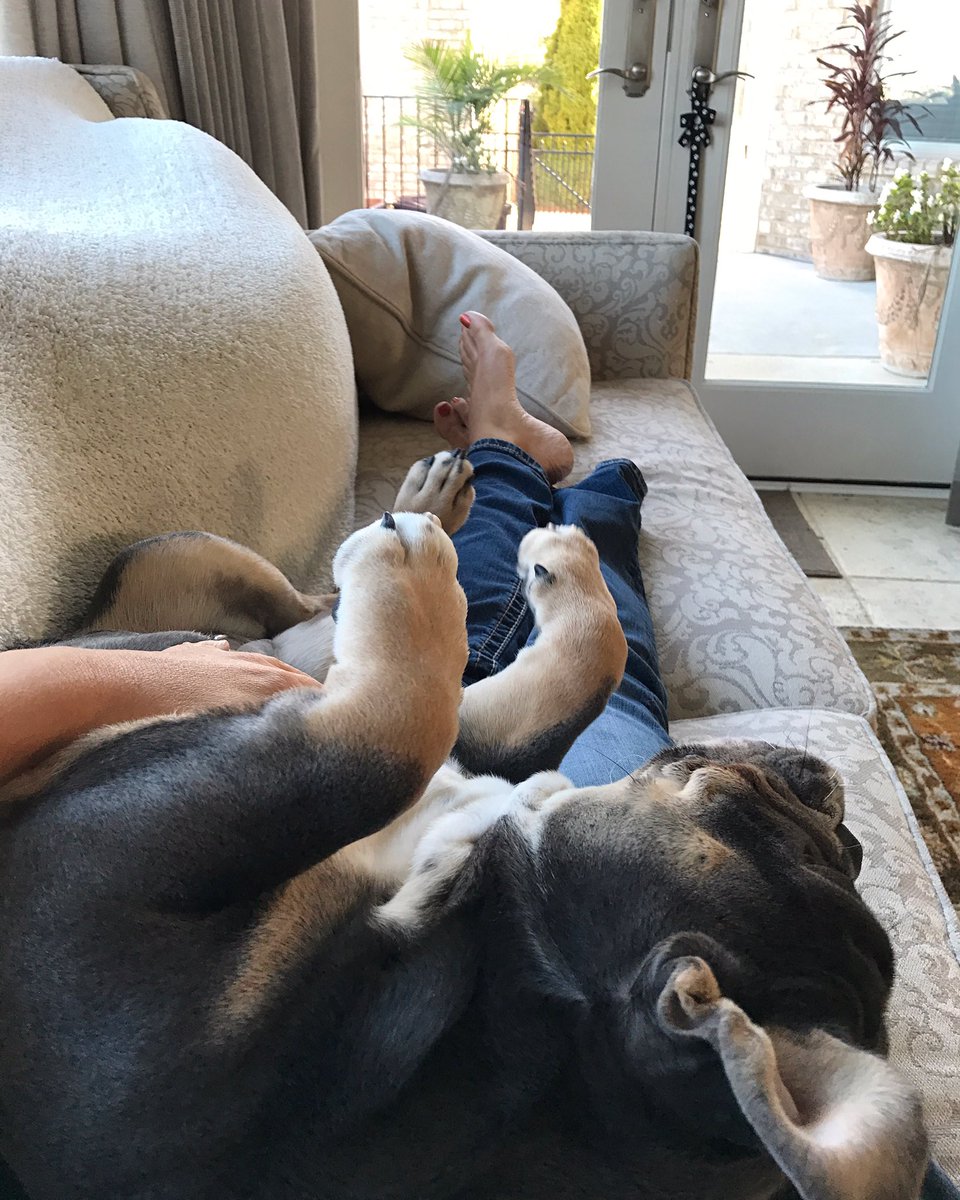 MOMMY IS HOME! 🐶❤️ And I am going to make sure she is not going anywhere for a little while! #happypuppy #dontmove #englishbulldog #bulldog