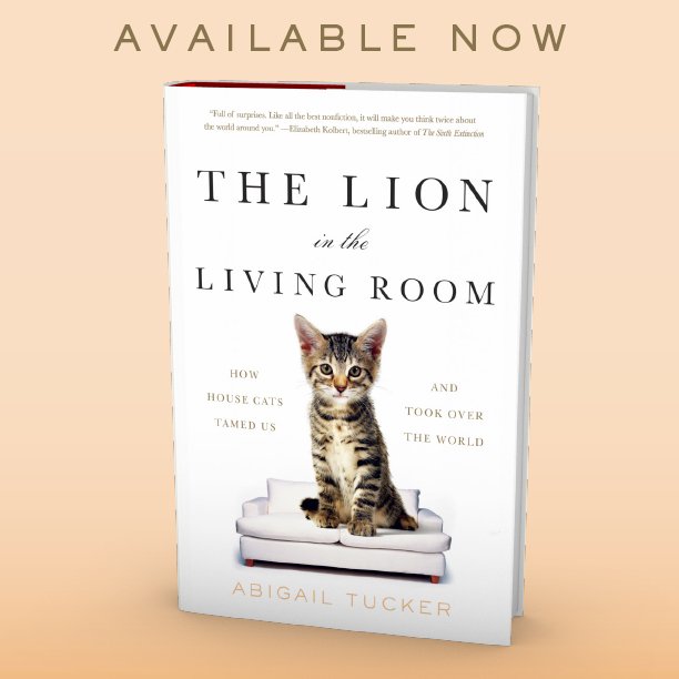 SimonBooks's tweet photo. It's here! Happy Pub Day to Abigail Tucker's The Lion in the Living Room! https://t.co/LxEDJ34NZN #CatsOfTwitter https://t.co/vC5f9FJIce